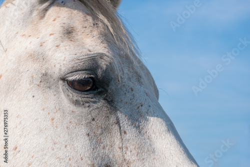 Portrait of a white horse with blue sky background. Close up shot of eye.