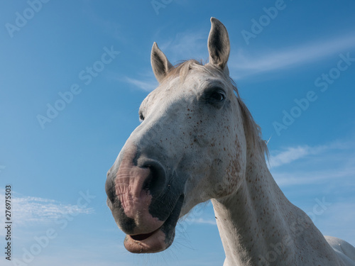 White horse portrait  close up wide angle against blue sky.