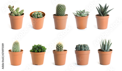 Beautiful cactus on white background