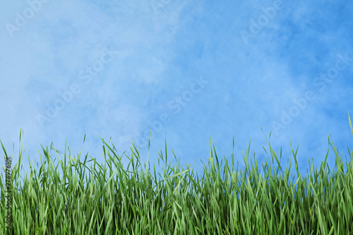 Fresh green grass near blue fence. Space for text