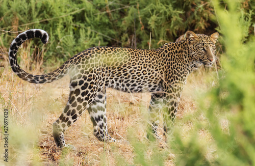 Leopard Panthera Pardus side full body face portrait eyes long whiskers tail curled up partially hidden by tall grass Samburu National Reserve Kenya East Africa vulnerable species