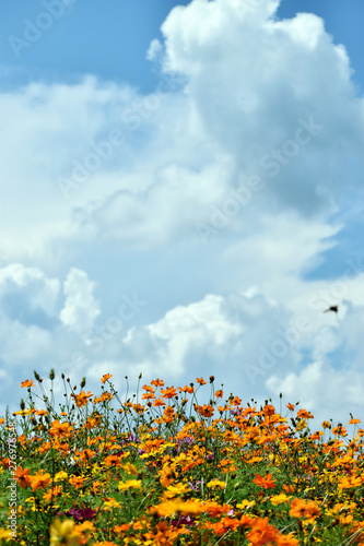 Wildflower Field Under Puffy Clouds