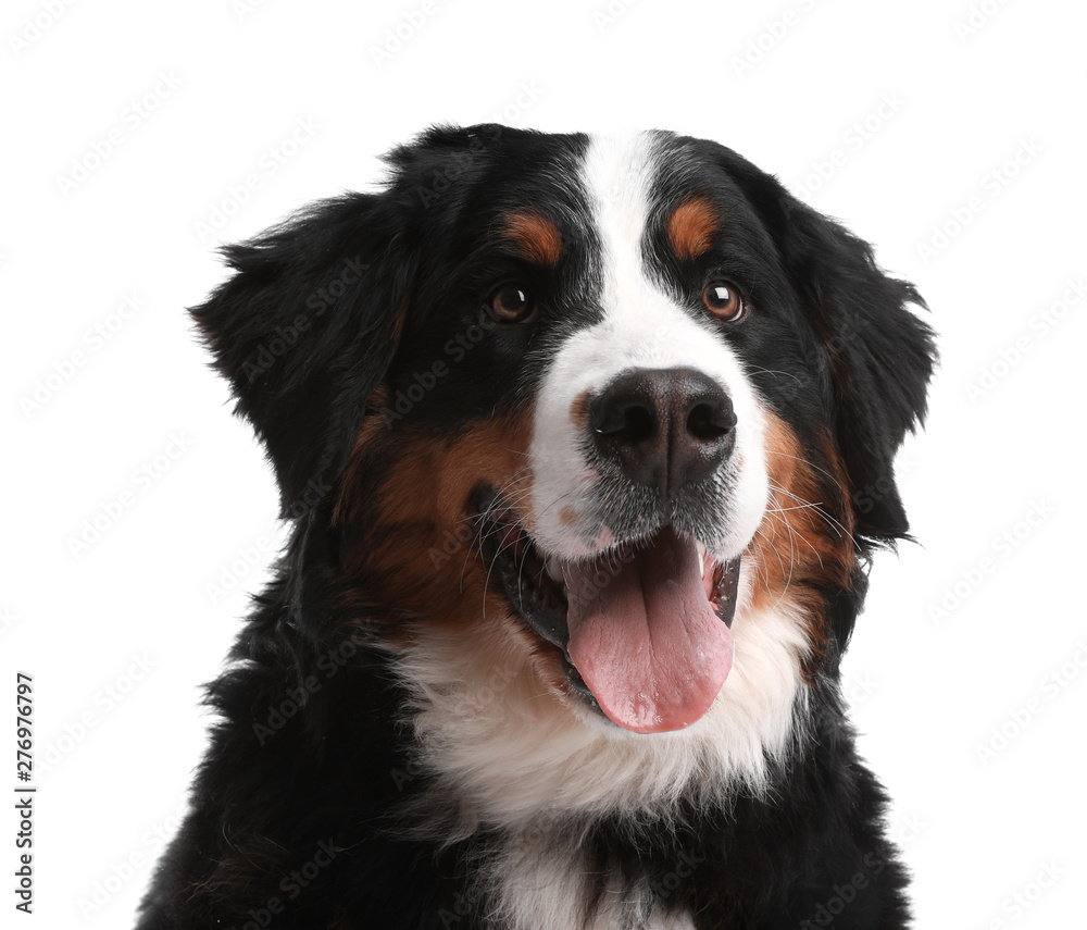 Funny Bernese mountain dog on white background
