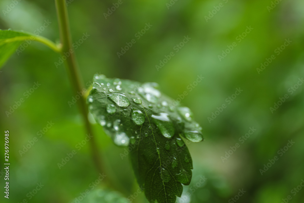 Green plant with wet foliage outdoors on rainy day, closeup Green plant with wet foliage outdoors on rainy day, closeup
