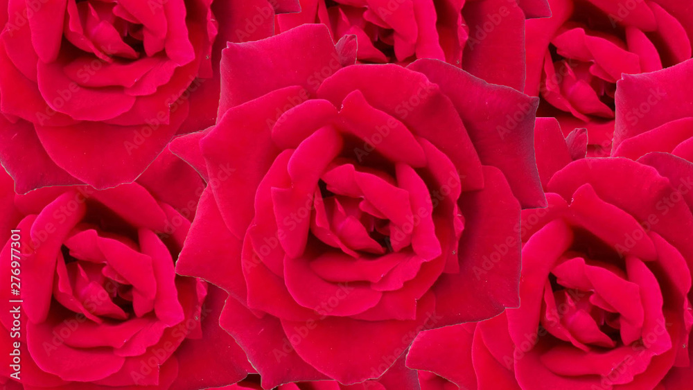 Beautiful many roses of background. Beautiful many roses of background.