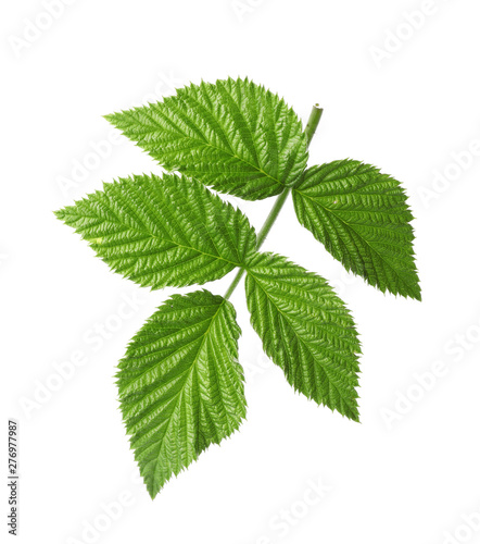 Fresh green raspberry leaves on white background