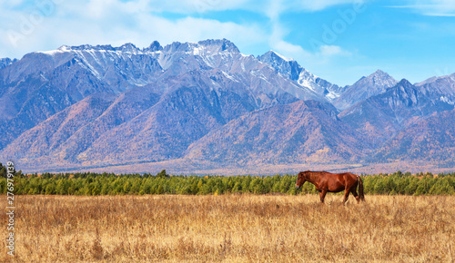 Beautiful autumn landscape with a grazing brown horse on a yellowed meadow against the background of the East Sayan mountain range. Tunka valley, Arshan, Buryatia, Siberia