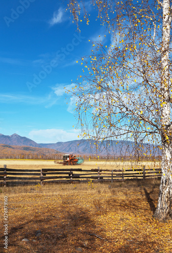 Autumn landscape with a birch tree with yellow fallen leaves against the background of a farm field with a combine harvester in the foothill valley. Tunka  Buryatia  Siberia