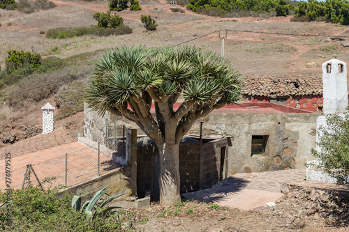 Teno Alto Mountains. Typical village with old Houses. Green hills covered with heather and laurels. Cactus, blue agave and giant Dragon tree in the country yard. Tenerife, Spain