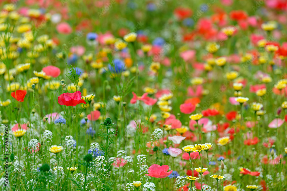 Summer meadow edge to edge full of vibrant wildflowers
