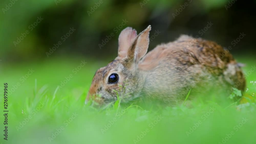 Close-up photo with copy space of an eastern cottontail rabbit (Sylvilagus floridanus) in British Columbia, Canada Close-up photo with copy space of an eastern cottontail rabbit (Sylvilagus floridanus) in British Columbia, Canada