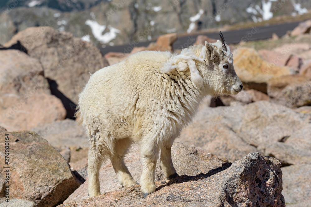 Wild Mountain Goats of the Colorado Rocky Mountains Wild Mountain Goats of the Colorado Rocky Mountains