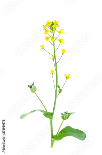 Yellow flower on stem of garden cabbage.