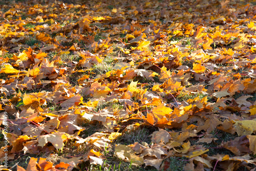fallen leaves of a maple fallen leaves of a maple