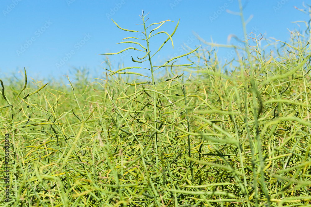 Naklejka premium field with cereals