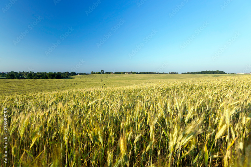 Naklejka premium immature green grass