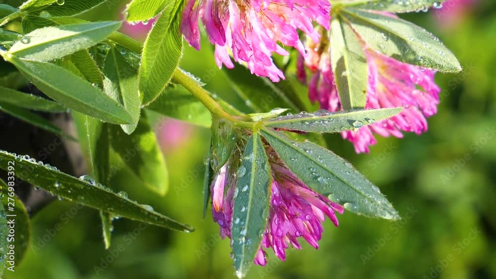 Clover flowers in the summer field Clover flowers in the summer field