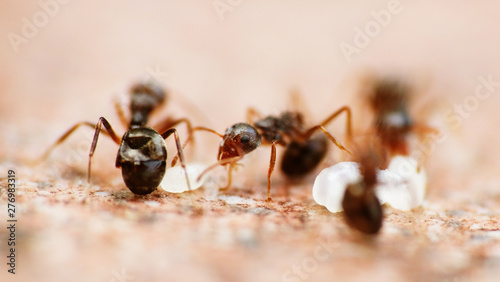 Black garden ants macro shot © taffpixture