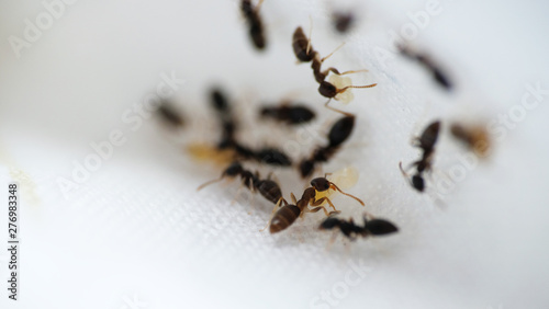 Black garden ants macro shot © taffpixture