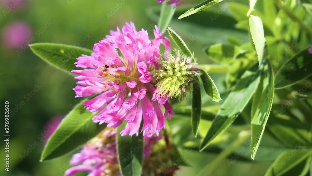 Clover flowers in the summer field Clover flowers in the summer field
