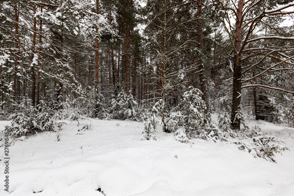 Trees in the forest in winter