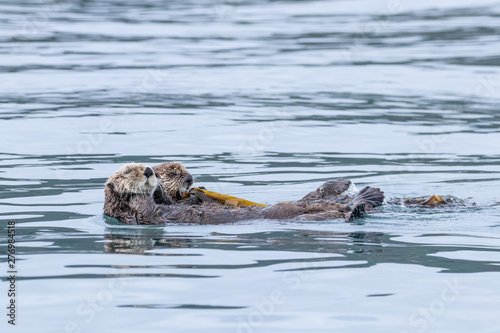 Sea Otter mother with young pup swimming in the sea