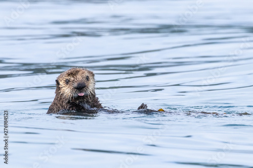 Sea Otter pup swimming in the sea with tongue sticking out