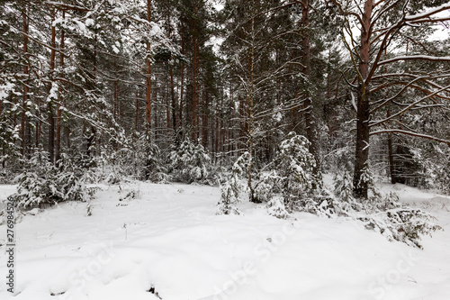 Trees in the forest in winter © rsooll