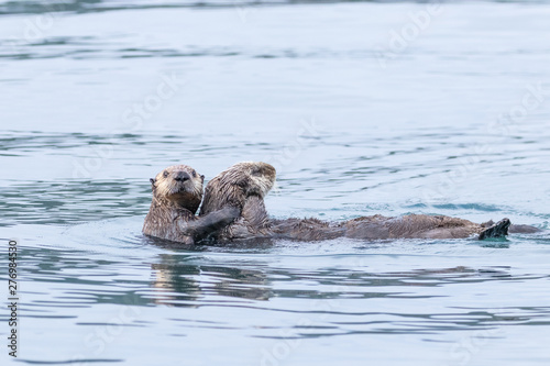 Sea Otter mother with young pup swimming in the sea