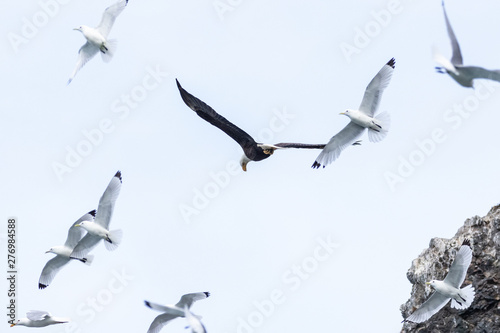 Bald Eagle flying among Black-legged Kittiwakes