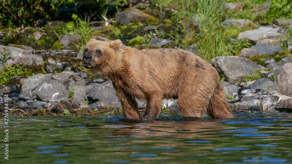 Brown Bear (Ursus arctos) fishing for salmon at a waterfall