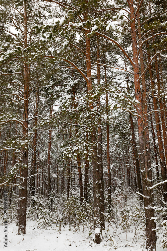 Fototapeta premium Trees in the forest in winter