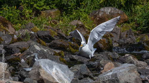 Herring Gull eating a Stickleback Fish at a waterfall photo