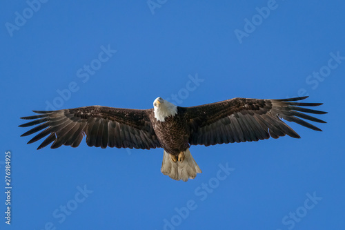 Bald Eagle flying with wings spread