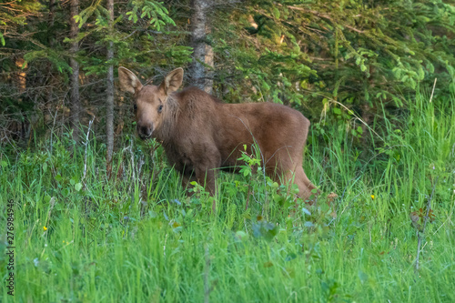 Baby moose in a meadow