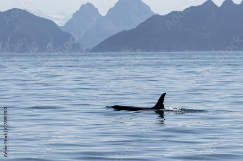 Orca swimming in the sea with mountains in the background