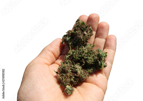 Female hand holding multiple buds of cannabis