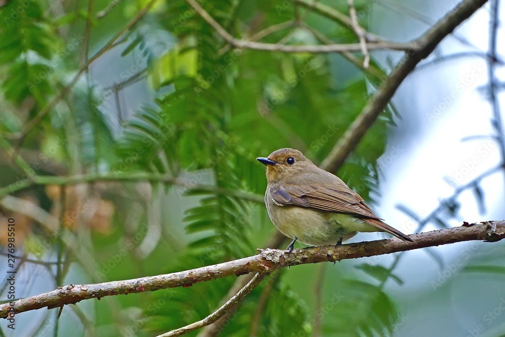 Fototapeta premium 見返りポーズがかわいいオオルリメス