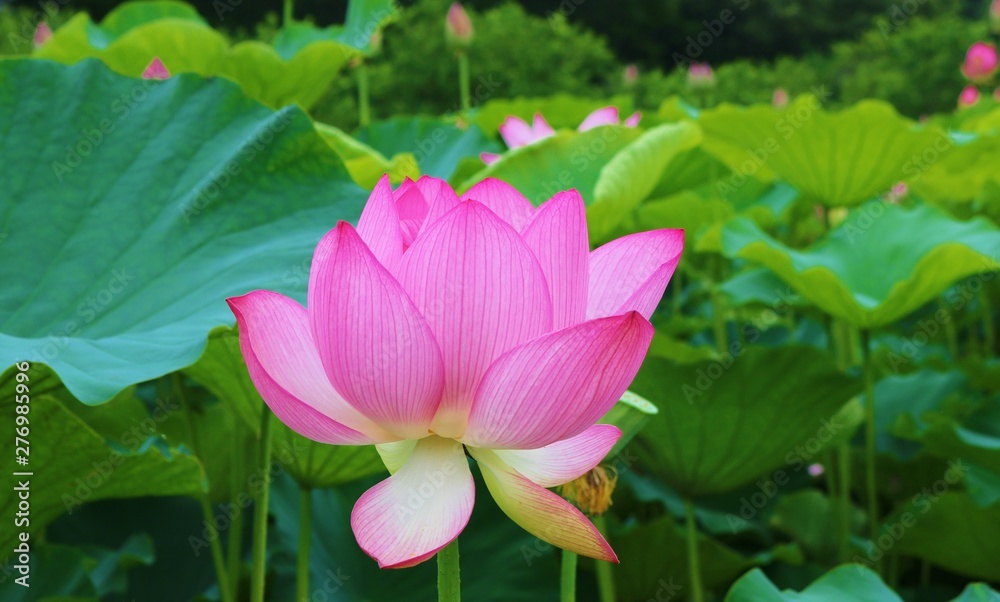 花 蓮 大賀ハス 風景 夏 茨城 花 蓮 大賀ハス 風景 夏 茨城