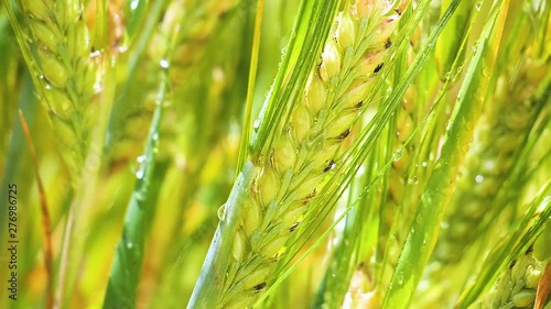 Spikelets of rye in the summer on the field