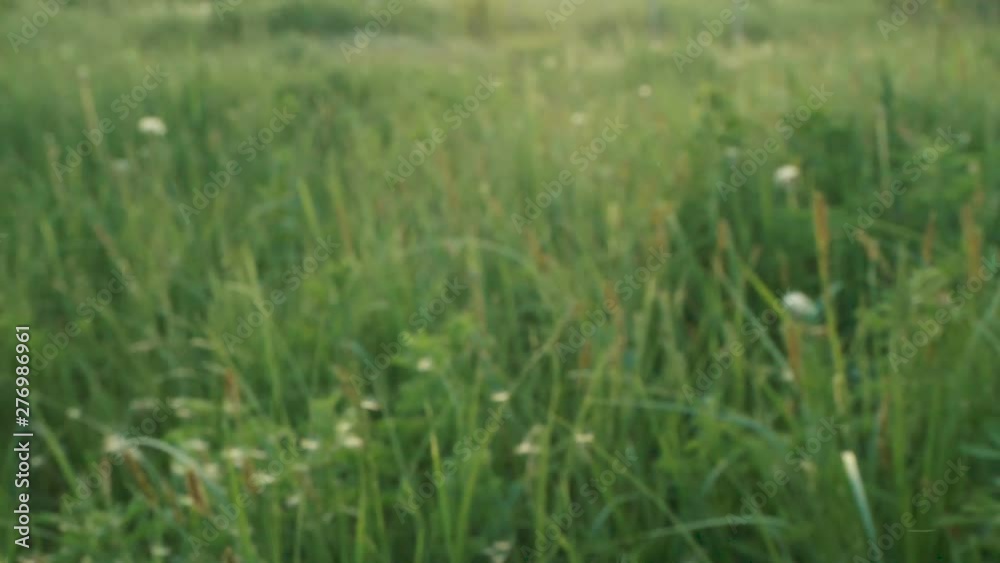 Slow motion. Dandelion seeds blown and dispersed by wind against green grass and blue Sky. Slow motion. Dandelion seeds blown and dispersed by wind against green grass and blue Sky.