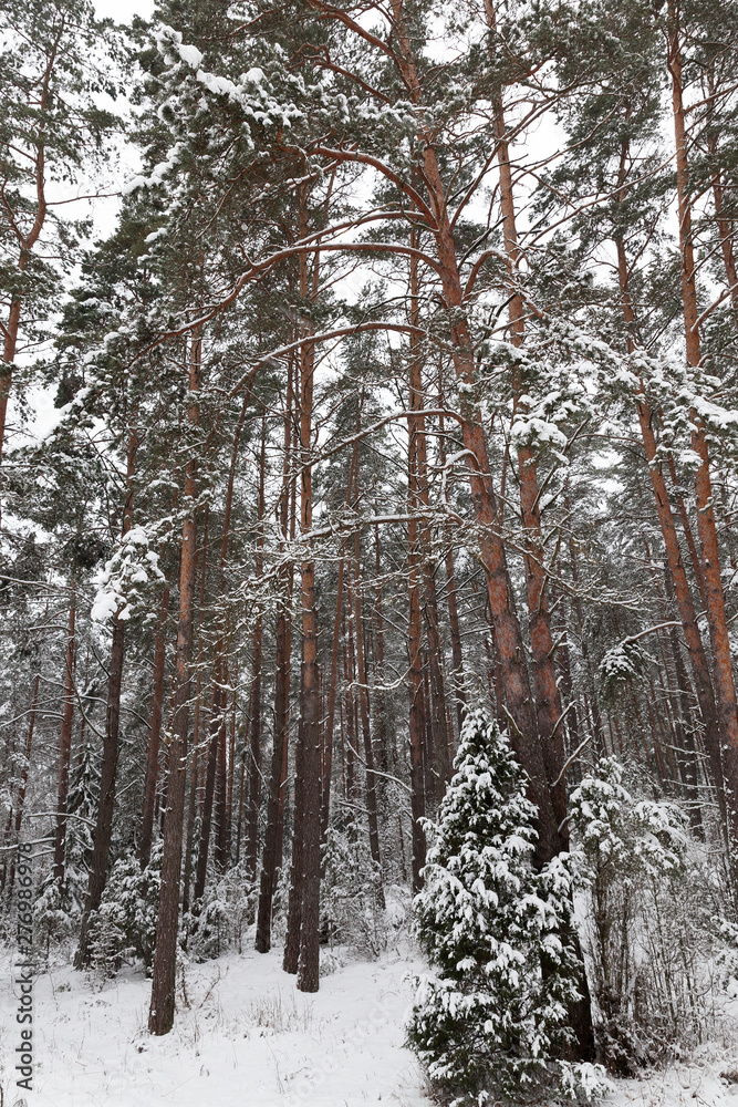 Snow drifts in winter Snow drifts in winter
