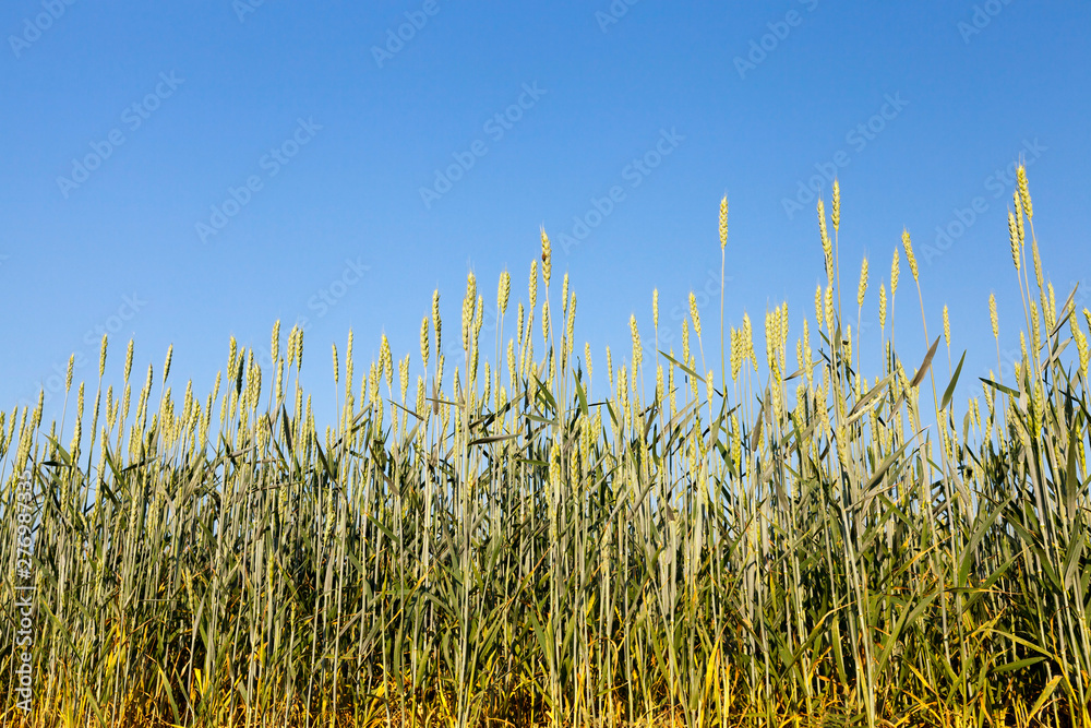 Obraz premium An agricultural field with a crop
