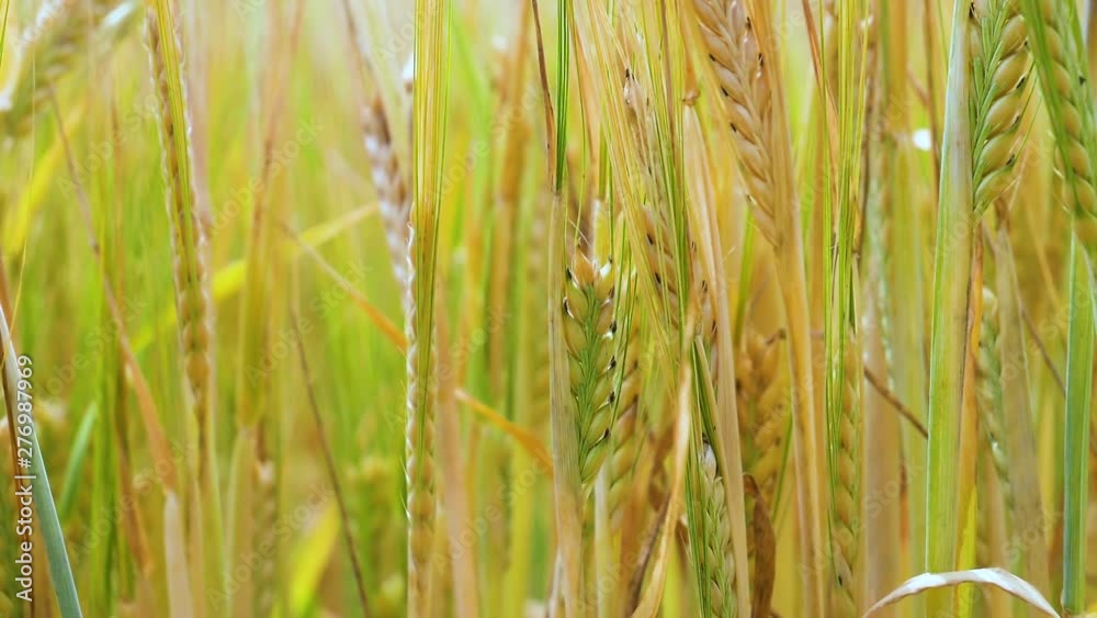 Rye spikelets in a field in summer