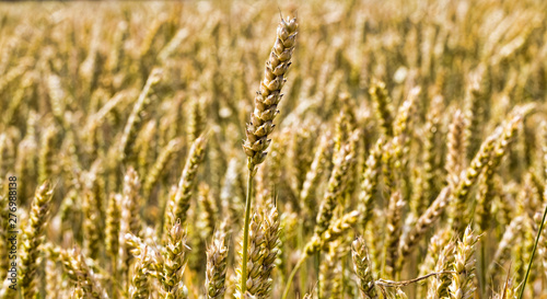 rye fields