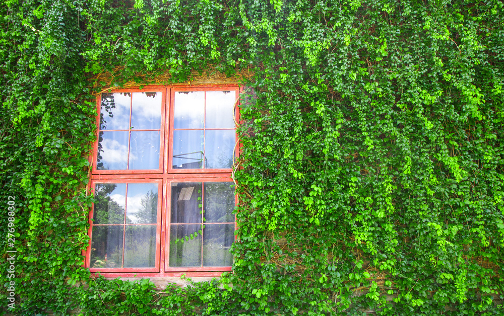 Window in ivy green leaves cover wall of house
