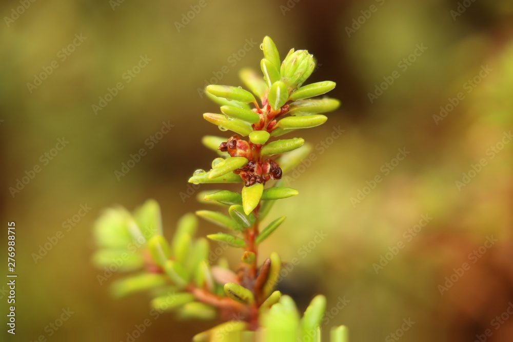 Macro of young blossoms of Empetrum nigrum, the crowberry Macro of young blossoms of Empetrum nigrum, the crowberry