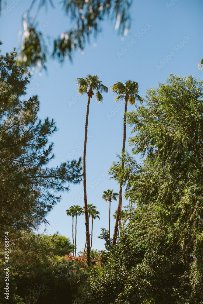 palm trees in a lush desert
