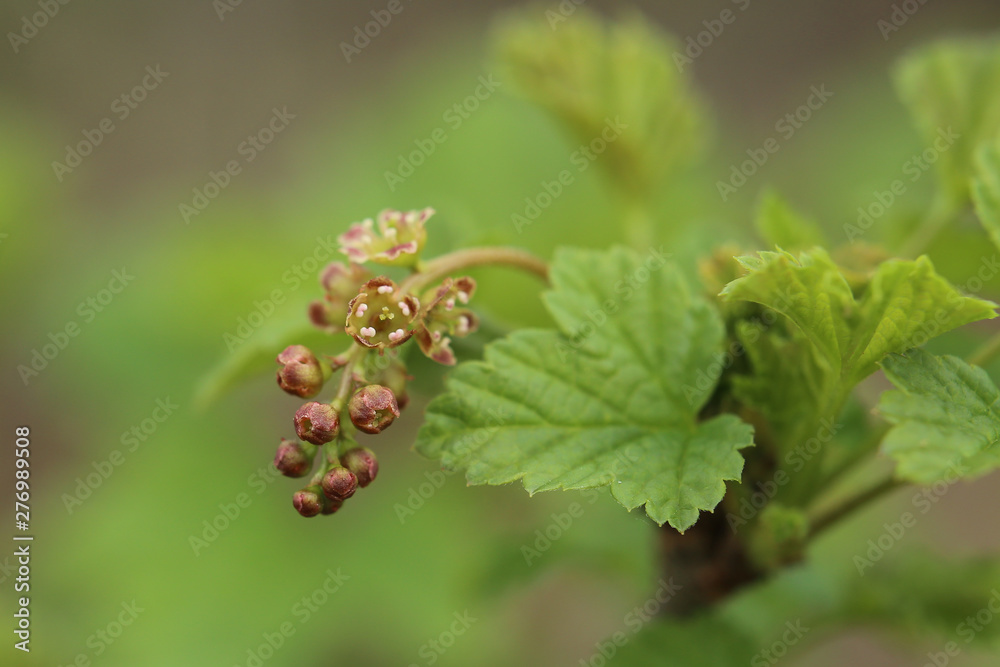Ribes spicatum, a species of currants, with flowers Ribes spicatum, a species of currants, with flowers