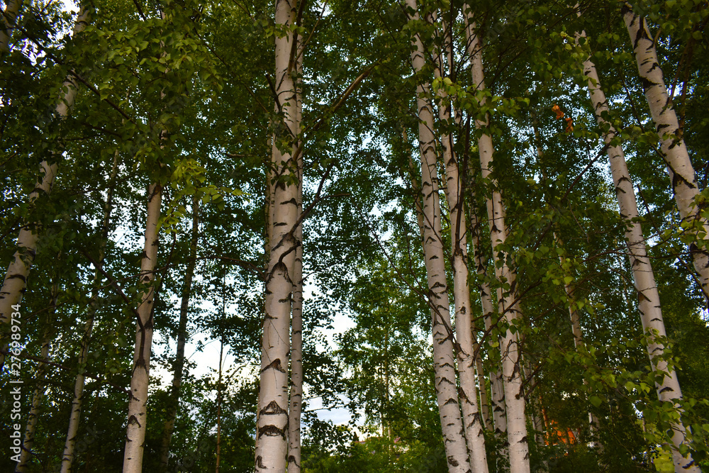 Obraz premium trees in the forest